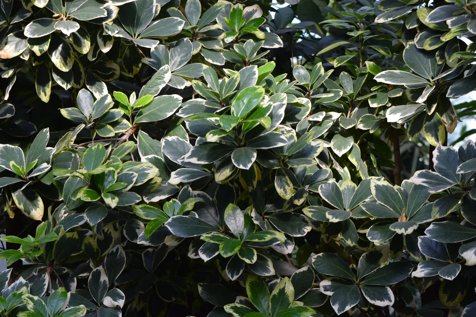 New Zealand Laurel (Corynocarpus Laevigatus) — making it an excellent choice for seaside gardens