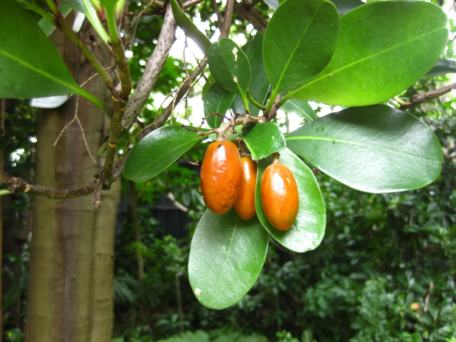 New Zealand Laurel (Corynocarpus Laevigatus) — where its resilience and attractive appearance have made it a favorite in landscape designs; in spring and early