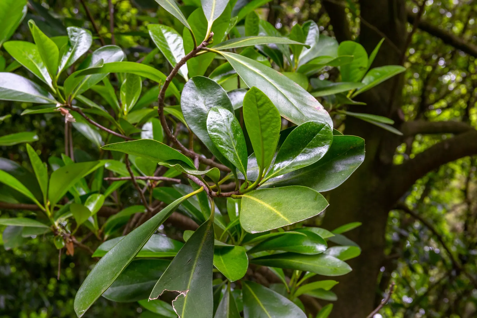 New Zealand Laurel (Corynocarpus Laevigatus) — It reaches an impressive height of 20 to 25 feet and spreads approximately 15 to 20 feet