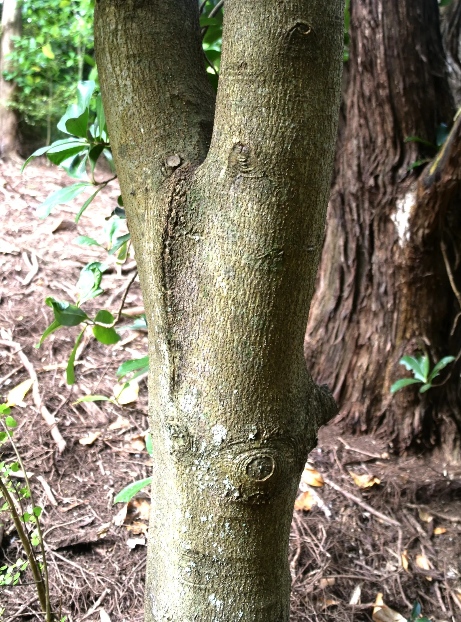 New Zealand Laurel (Corynocarpus Laevigatus) — The New Zealand Laurel, or Corynocarpus laevigatus, is an evergreen tree reaching up to 33 feet tall; with its
