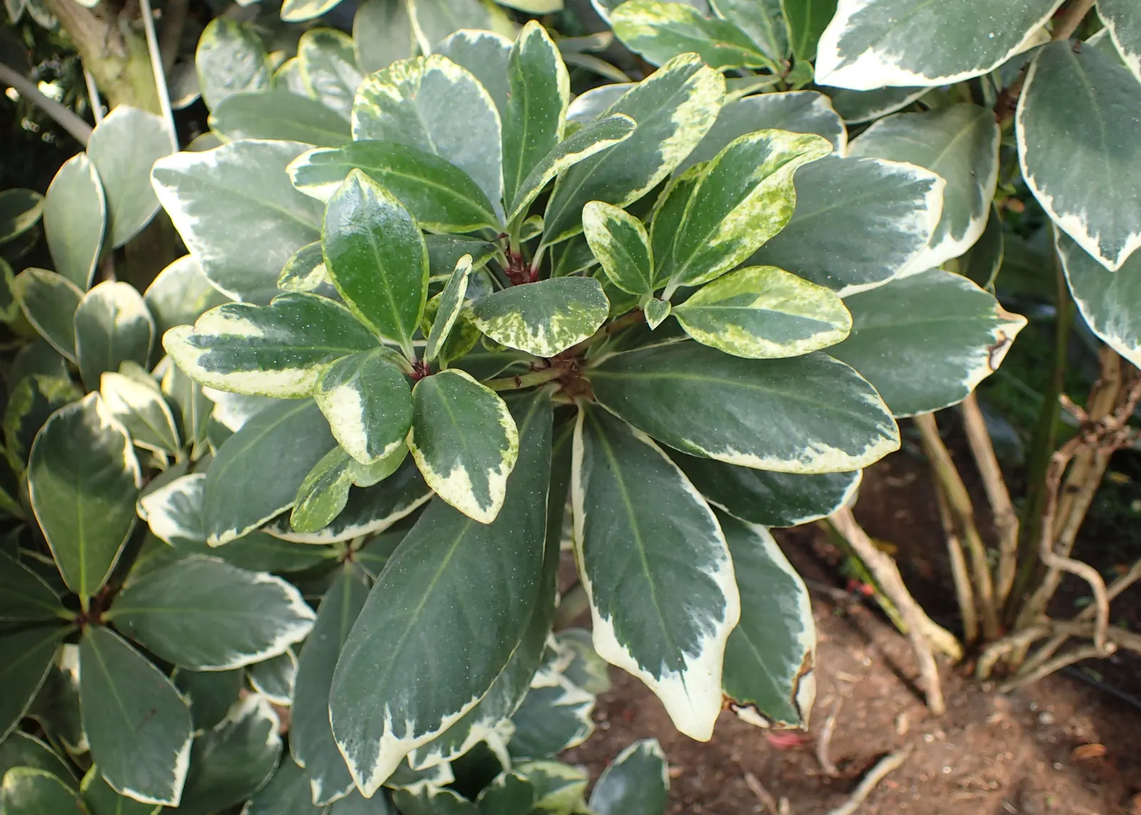 New Zealand Laurel (Corynocarpus Laevigatus) — This plant is native to New Zealand