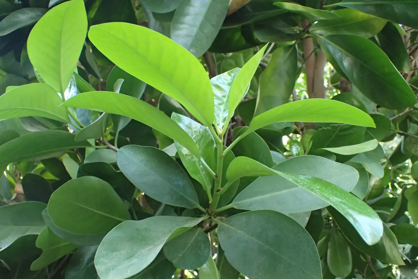 New Zealand Laurel (Corynocarpus Laevigatus) — It showcases glossy, leathery leaves and clusters of small, fragrant cream flowers