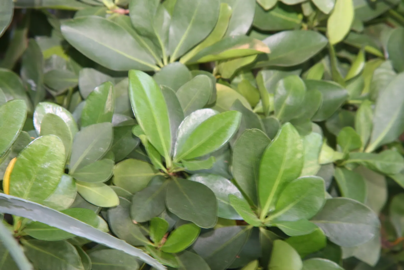 New Zealand Laurel (Corynocarpus Laevigatus) — growing up to 4 inches long
