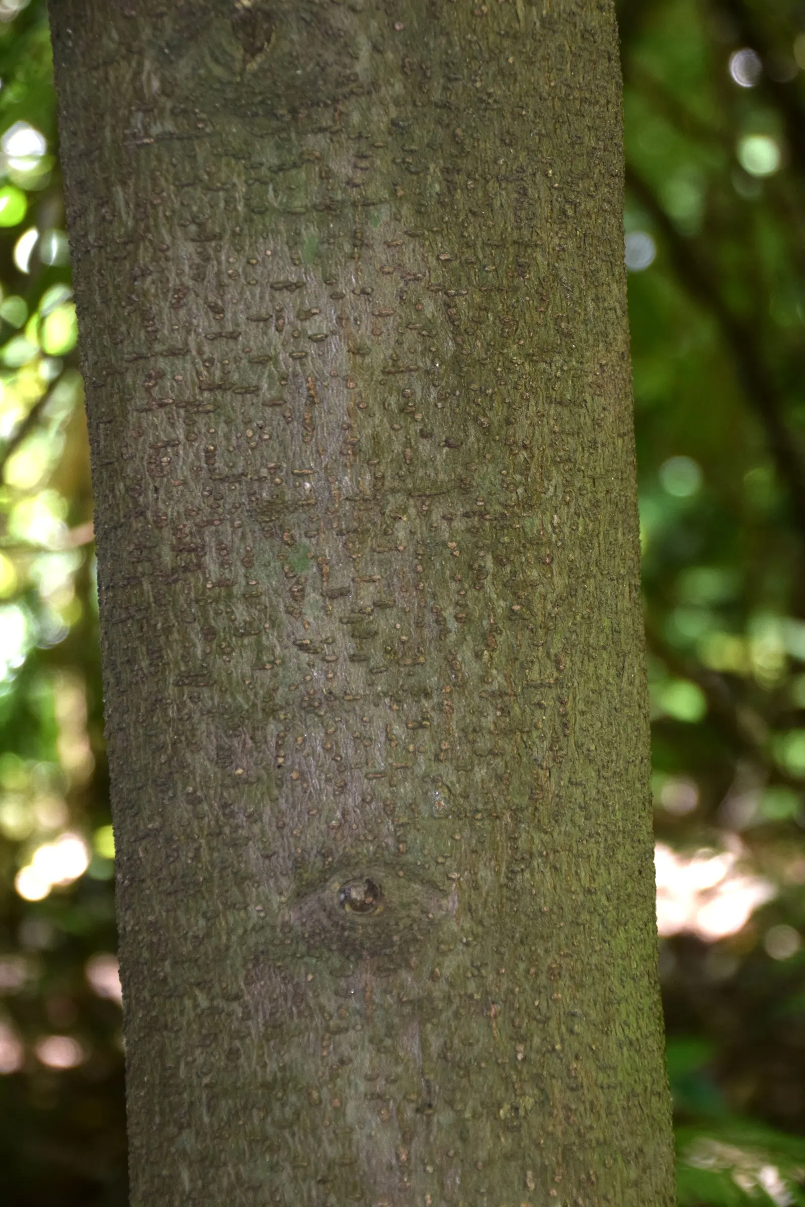 New Zealand Laurel (Corynocarpus Laevigatus) — providing substantial shade and visual impact.<br><br>Corynocarpus laevigatus features glossy; known for its