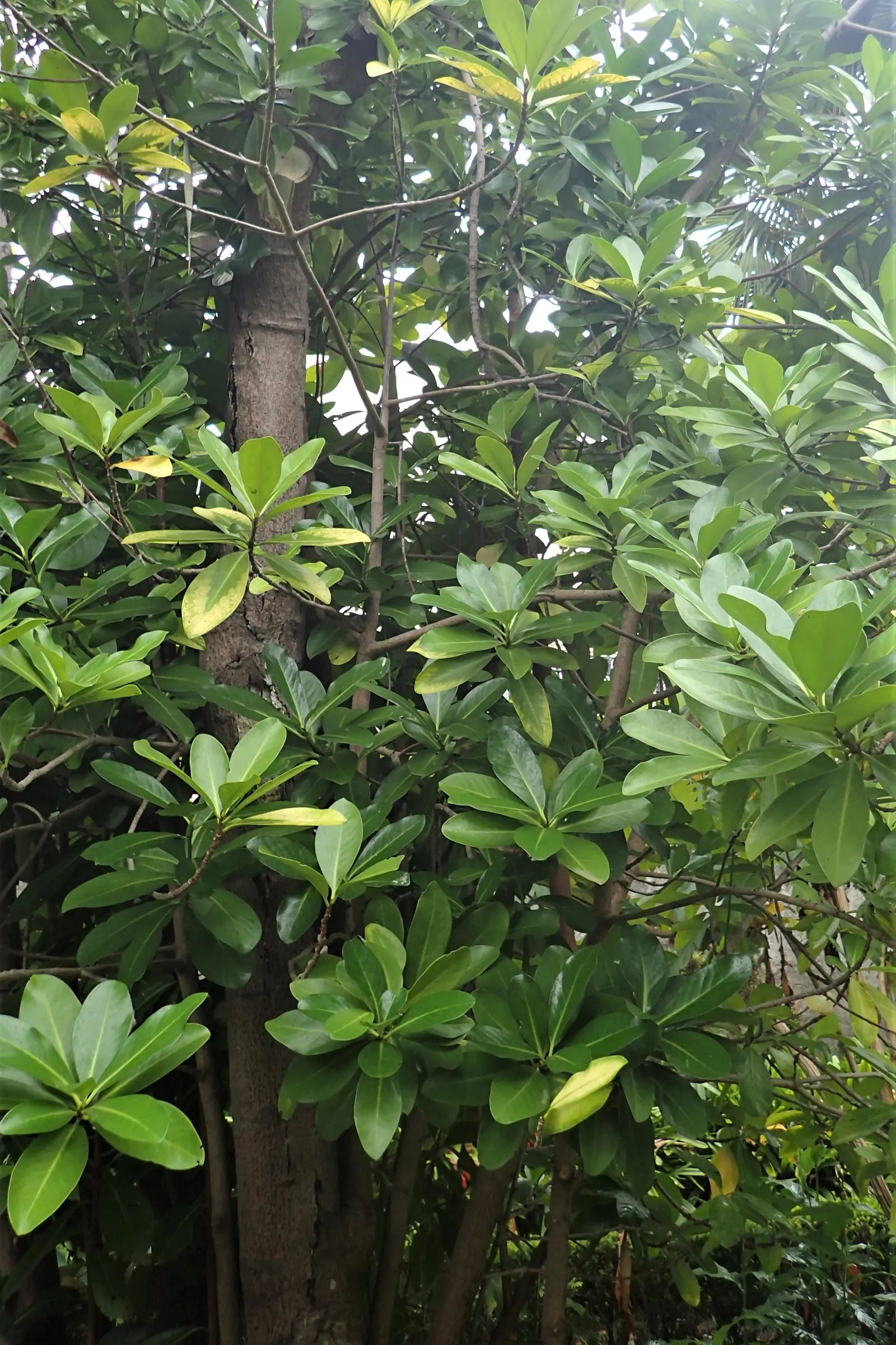 New Zealand Laurel (Corynocarpus Laevigatus) — Regular watering will help establish the tree