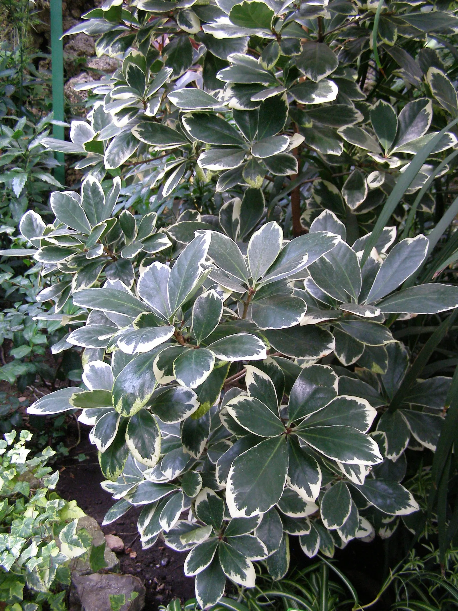 New Zealand Laurel (Corynocarpus Laevigatus) — It thrives in USDA hardiness zones 9 through 11 and benefits from full sun to partial shade exposure