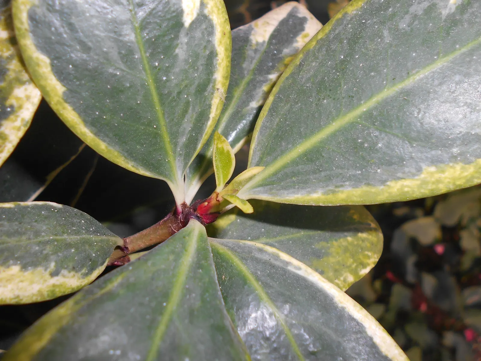 New Zealand Laurel (Corynocarpus Laevigatus) — purple flowers in the garden