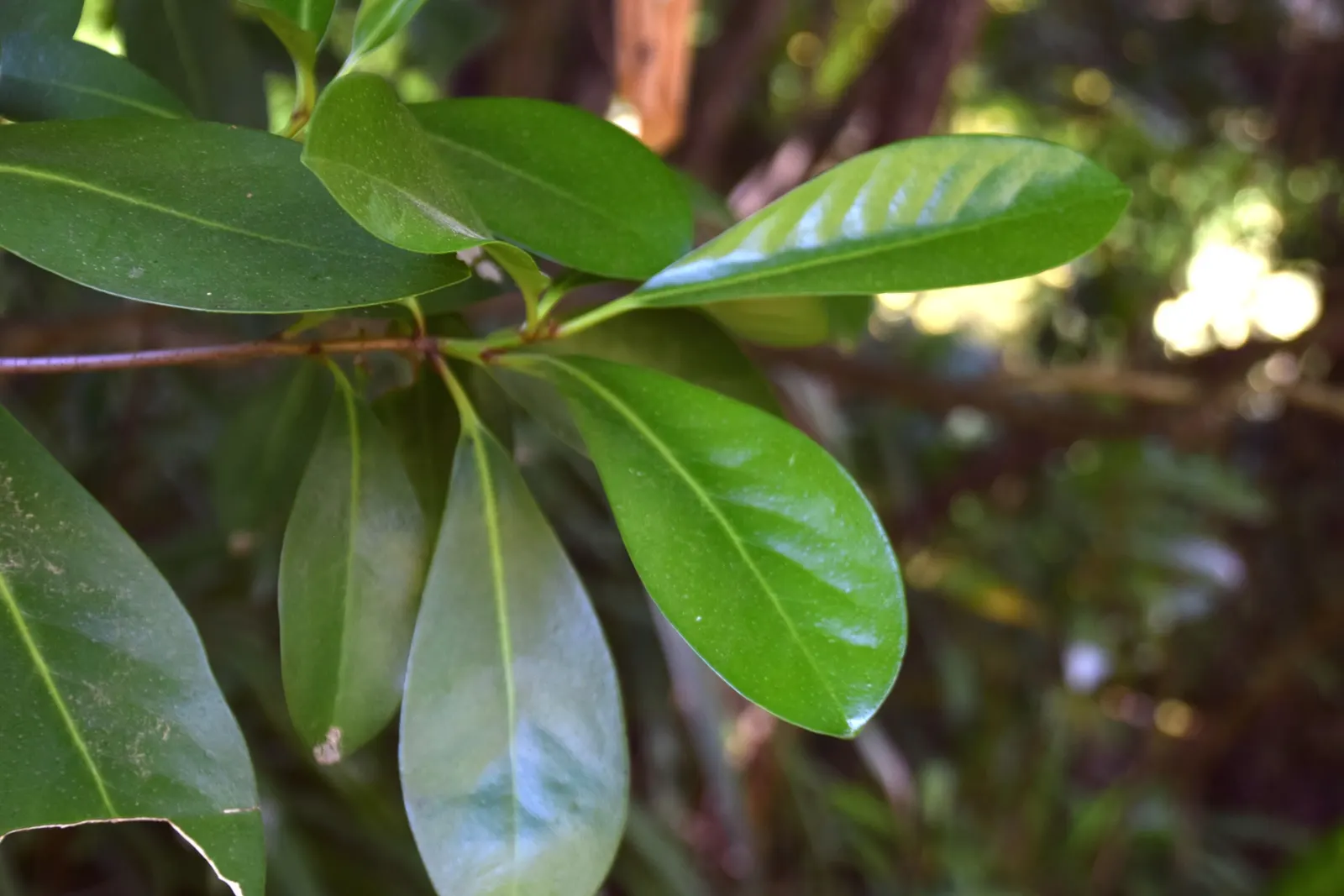 New Zealand Laurel (Corynocarpus Laevigatus) — leathery foliage and a robust presence in any garden; the New Zealand Laurel, or Corynocarpus laevigatus, is an