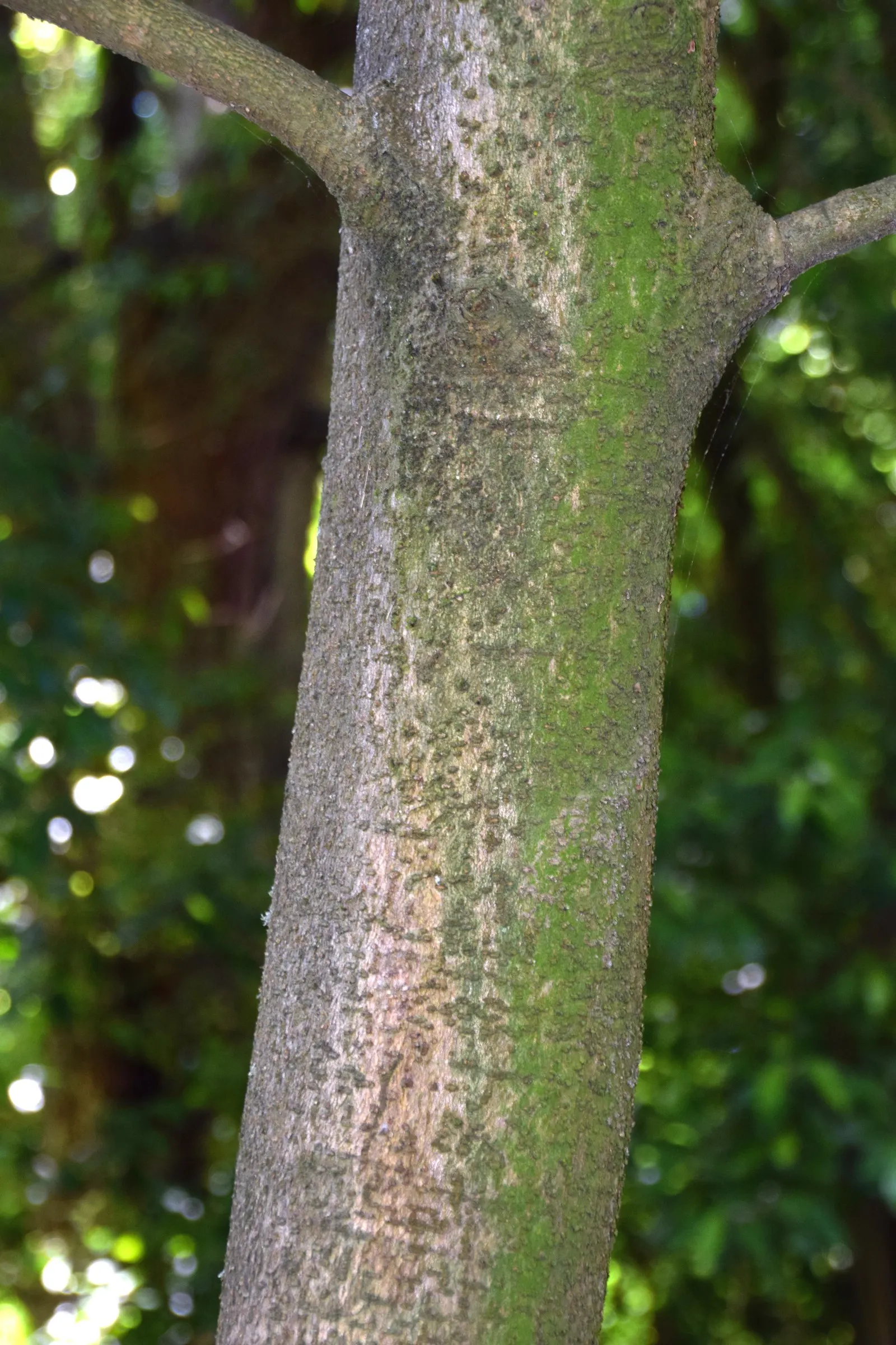 New Zealand Laurel (Corynocarpus Laevigatus) — Known for its resilience to wind and coastal conditions, it requires minimal maintenance