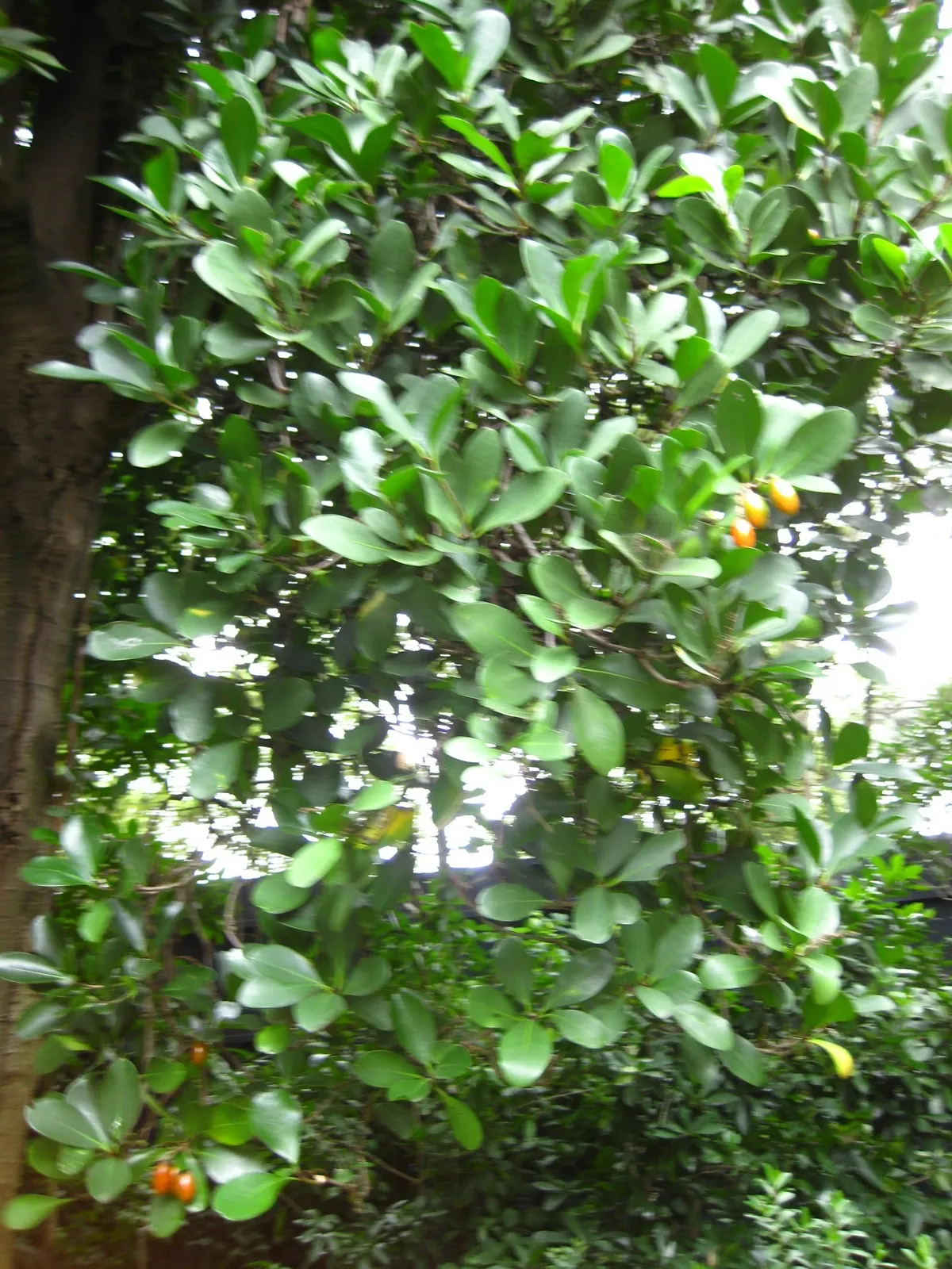 New Zealand Laurel (Corynocarpus Laevigatus) — growing up to 4 inches long; these fruits add a hint of color and are enjoyed by birds