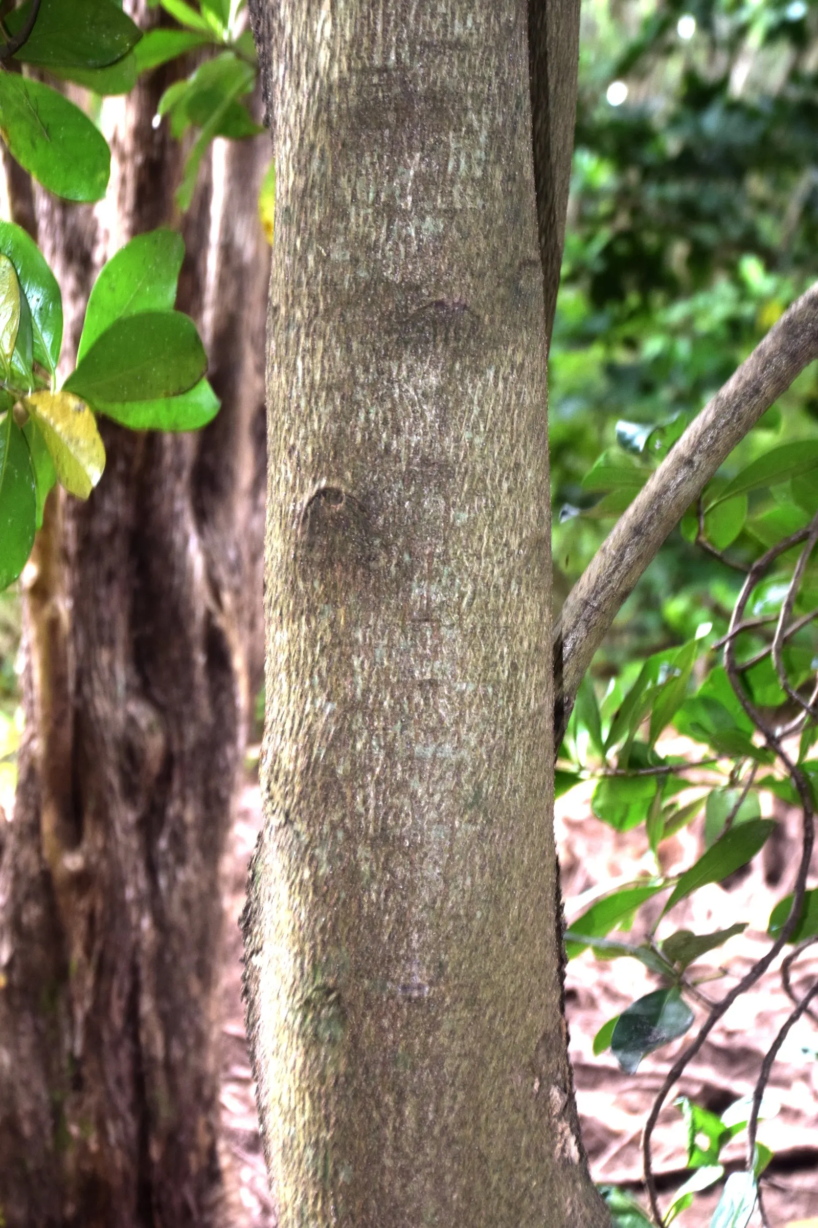 New Zealand Laurel (Corynocarpus Laevigatus) — In spring and early summer; purple flowers in the garden