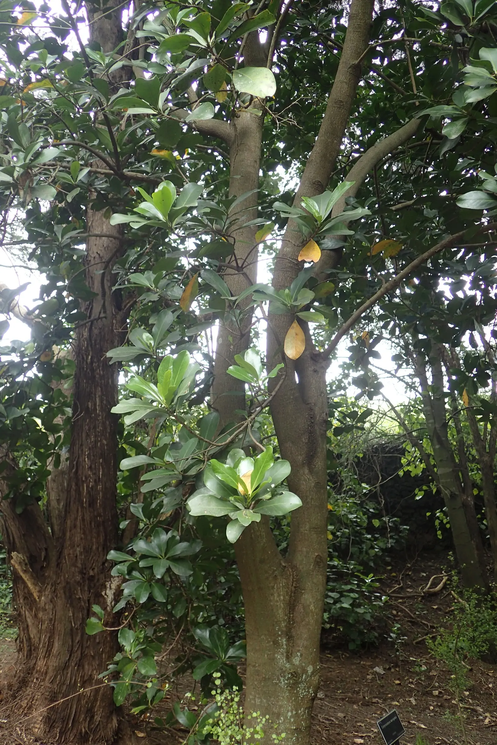 New Zealand Laurel (Corynocarpus Laevigatus) — shrub / tree with purple blooms