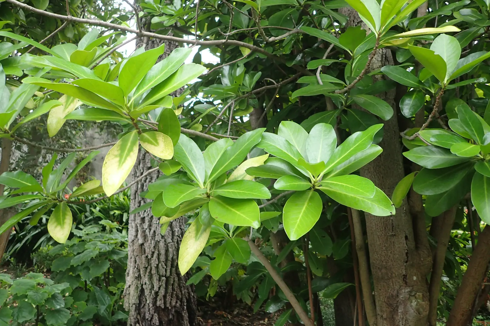 New Zealand Laurel (Corynocarpus Laevigatus) — scientifically known as Corynocarpus laevigatus; dark green leaves that are oblong with a smooth texture