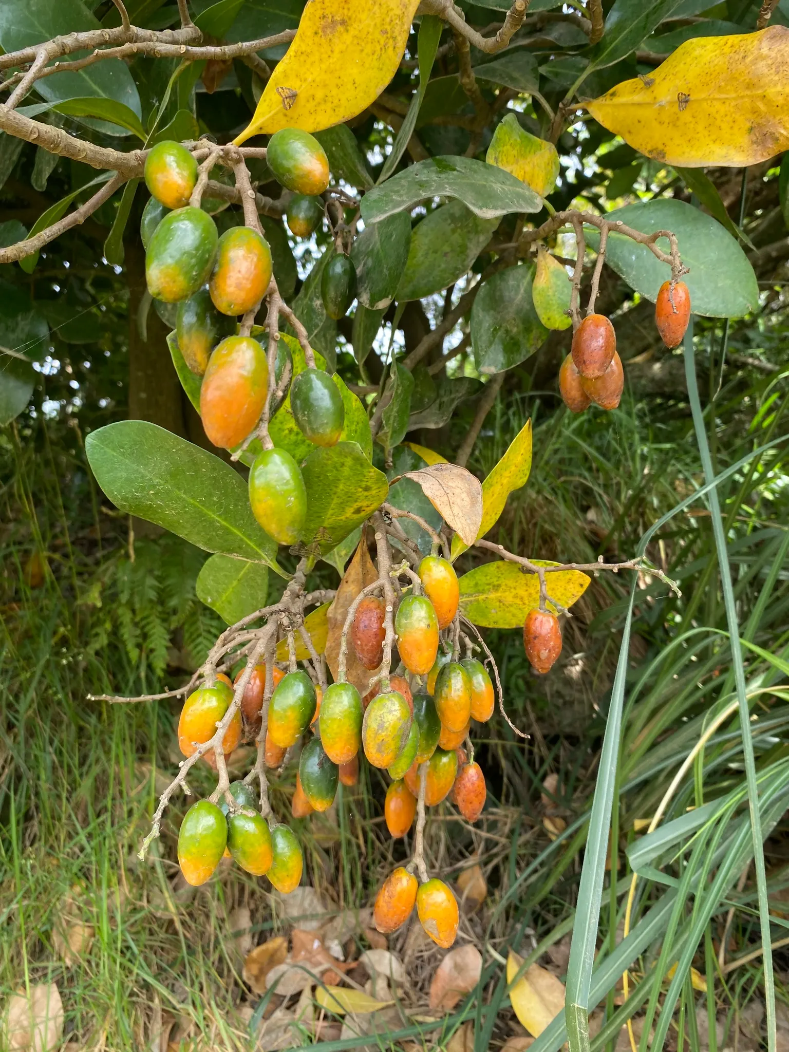 New Zealand Laurel (Corynocarpus Laevigatus) — leathery foliage and a robust presence in any garden