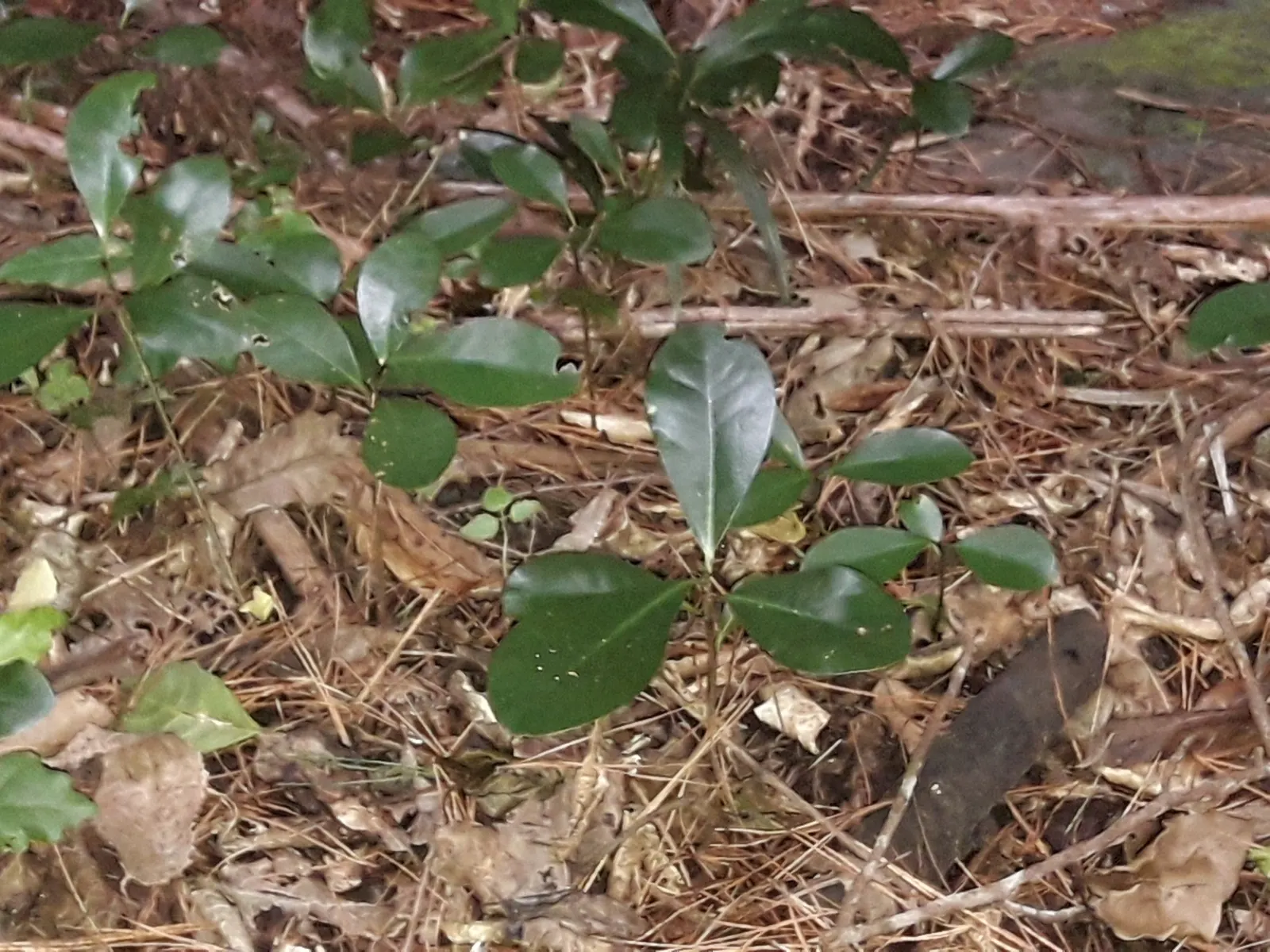 New Zealand Laurel (Corynocarpus Laevigatus) — requiring minimal maintenance and offering year-round appeal in the garden
