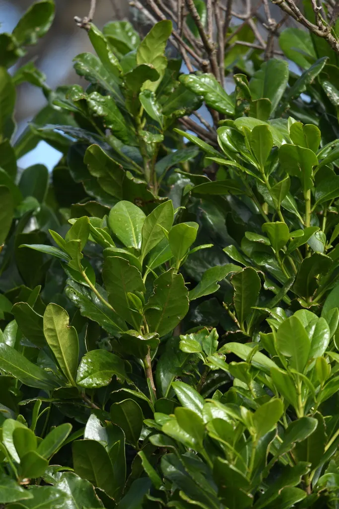 New Zealand Laurel (Corynocarpus Laevigatus) — These fruits add a hint of color and are enjoyed by birds