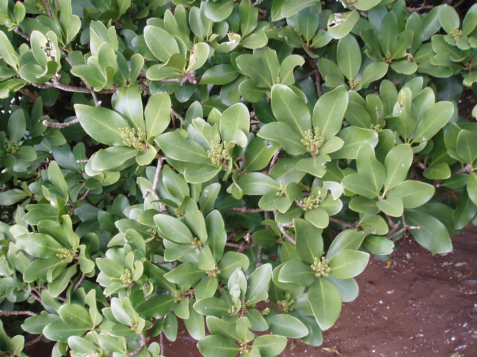 New Zealand Laurel (Corynocarpus Laevigatus) — Hardy in USDA zones 8-11, it thrives in full sun to partial shade; scientifically known as Corynocarpus
