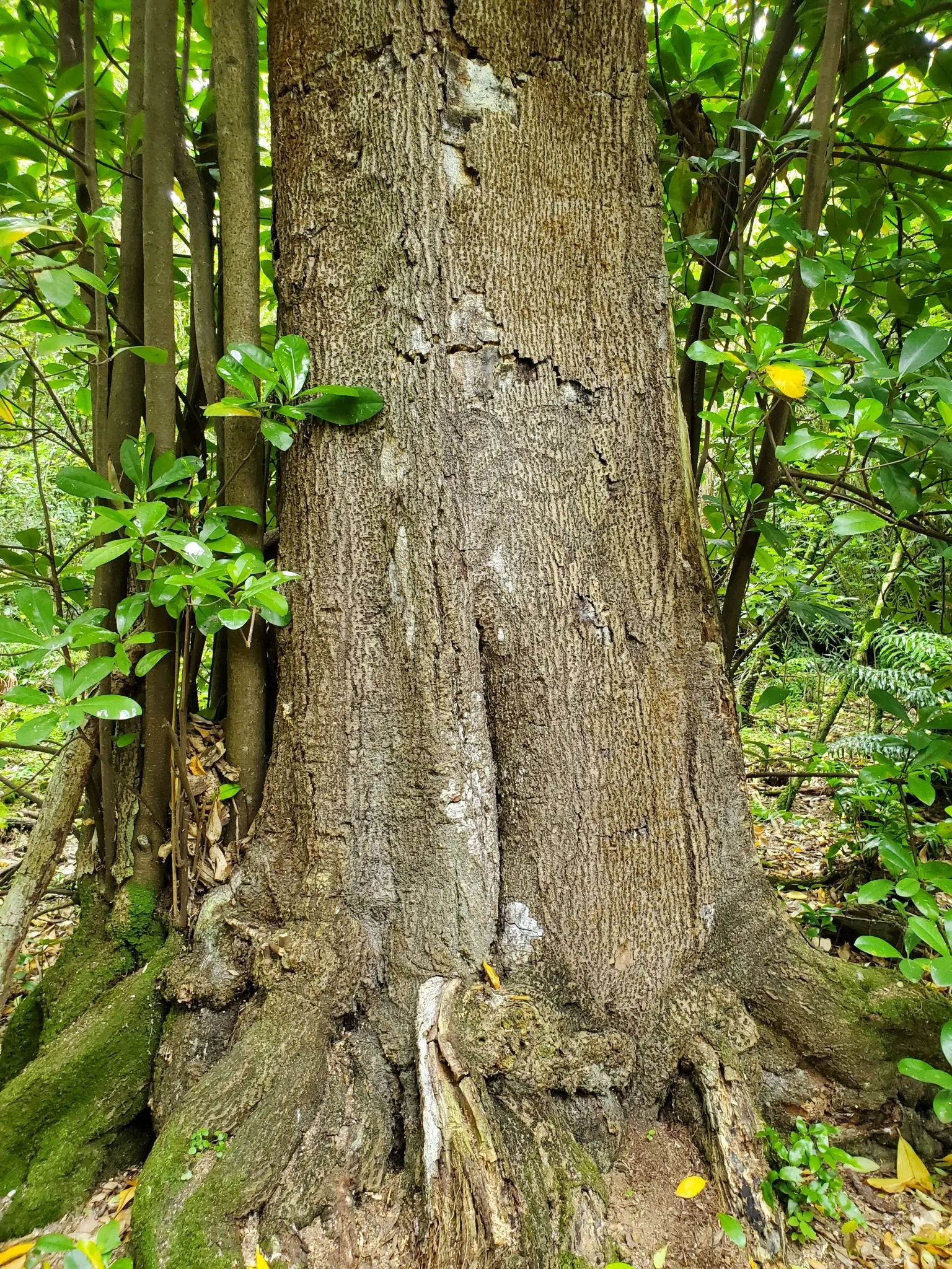 New Zealand Laurel (Corynocarpus Laevigatus) — Known for its resilience to wind and coastal conditions, it requires minimal maintenance; making it an excellent