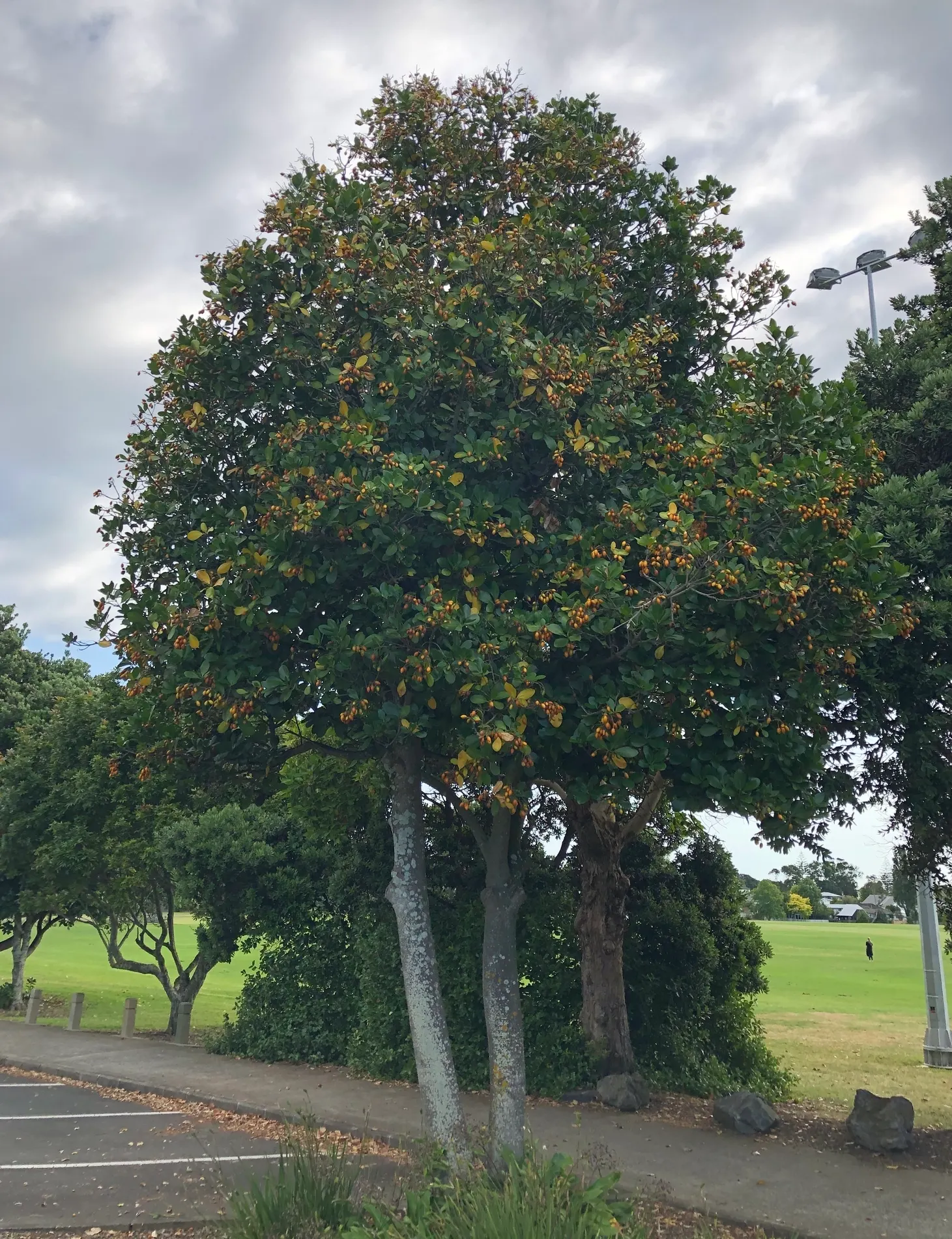 New Zealand Laurel (Corynocarpus Laevigatus) — scientifically known as Corynocarpus laevigatus