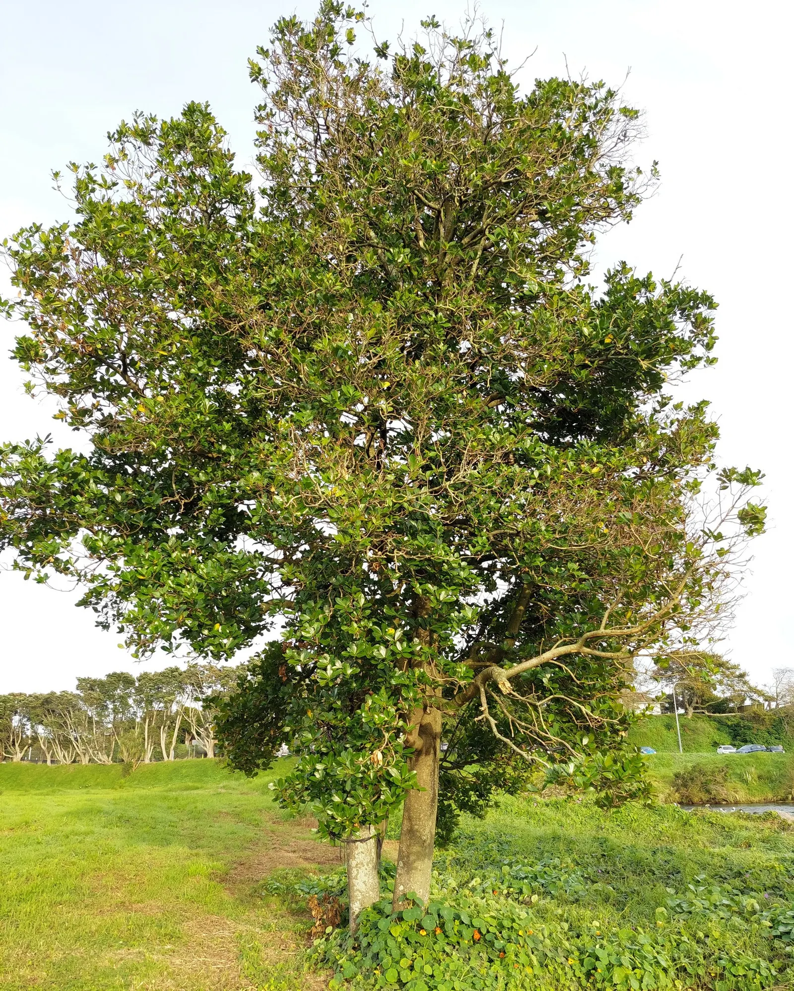 New Zealand Laurel (Corynocarpus Laevigatus) — dark green leaves that are oblong with a smooth texture