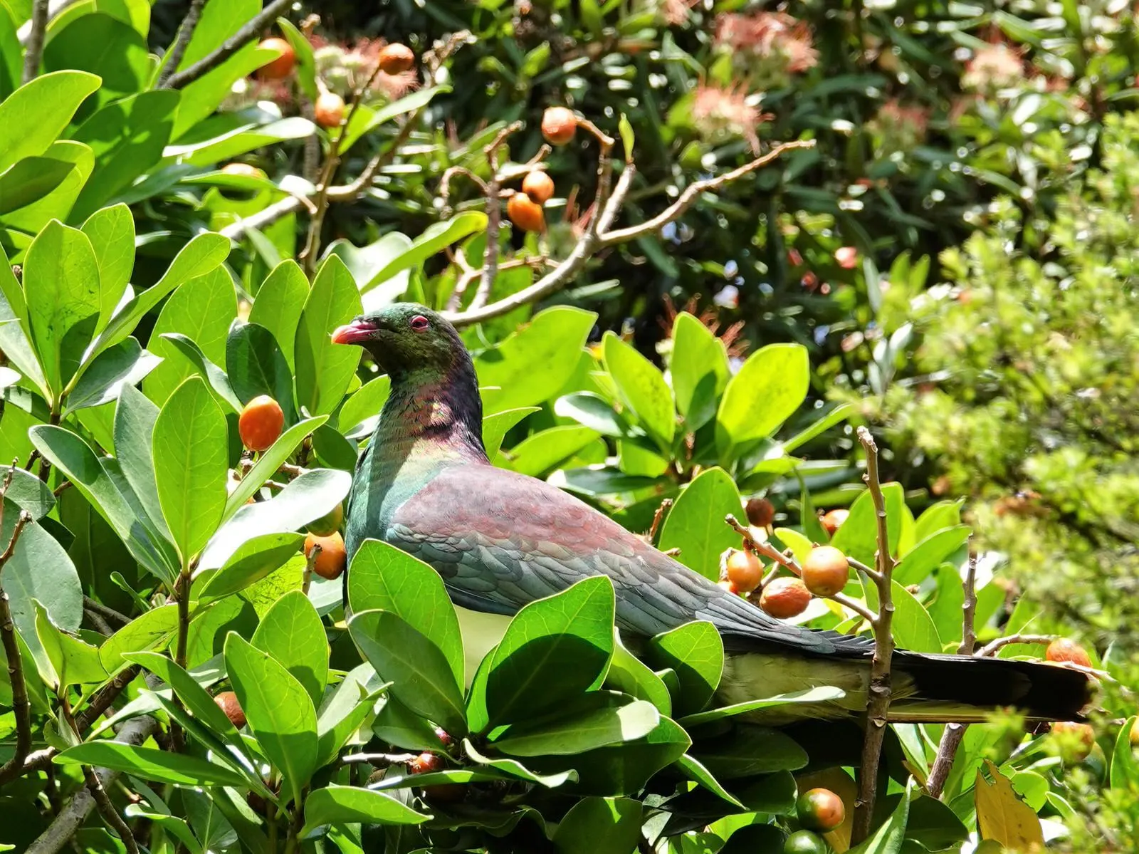 New Zealand Laurel (Corynocarpus Laevigatus) — With its dense, rounded canopy, it provides excellent shade and creates a lush backdrop in landscapes
