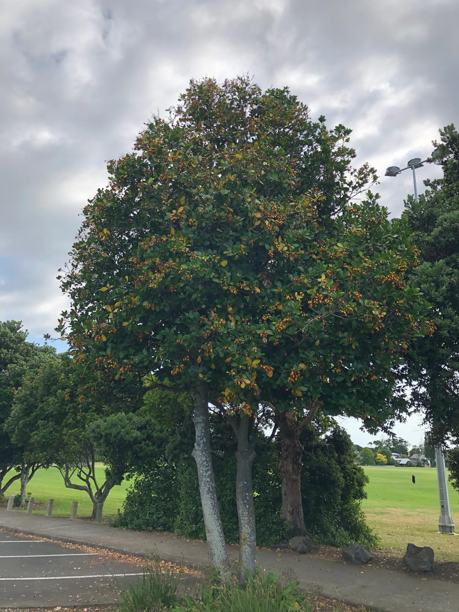 New Zealand Laurel (Corynocarpus Laevigatus) — In spring and early summer