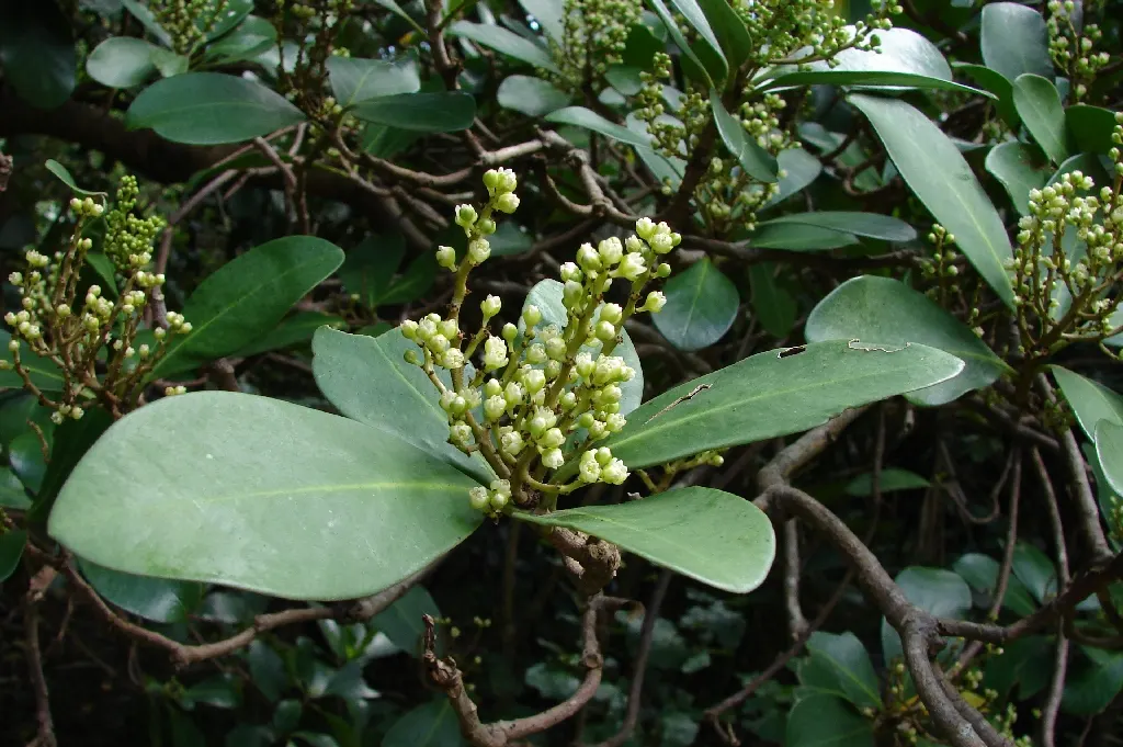 New Zealand Laurel (Corynocarpus Laevigatus) — shrub / tree for full