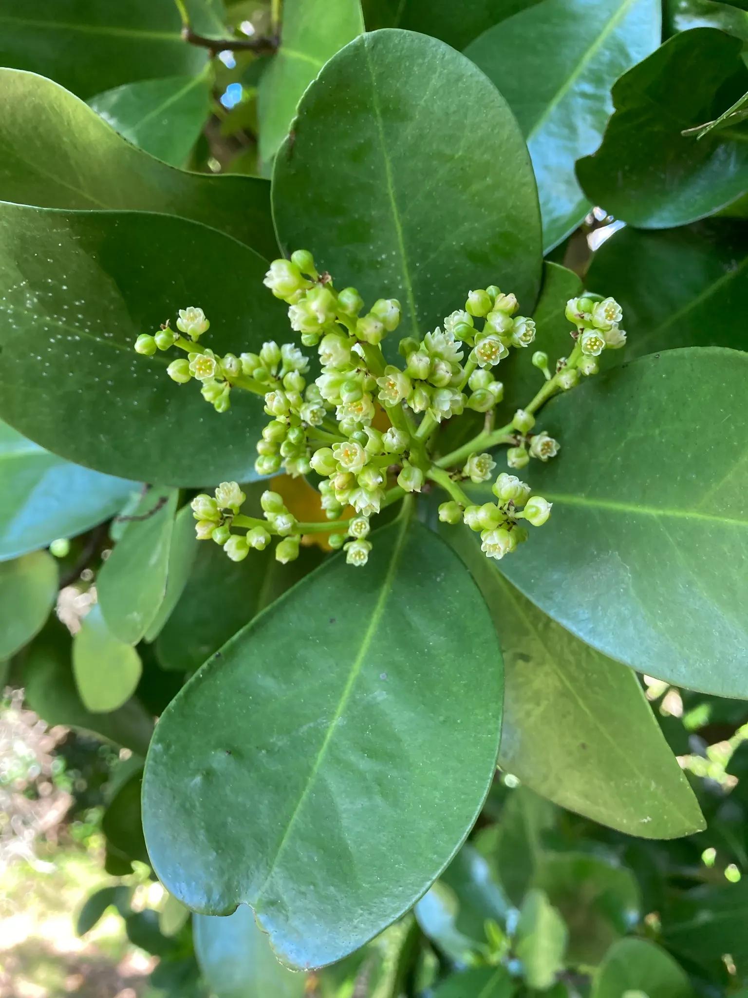 New Zealand Laurel (Corynocarpus Laevigatus) — where its resilience and attractive appearance have made it a favorite in landscape designs