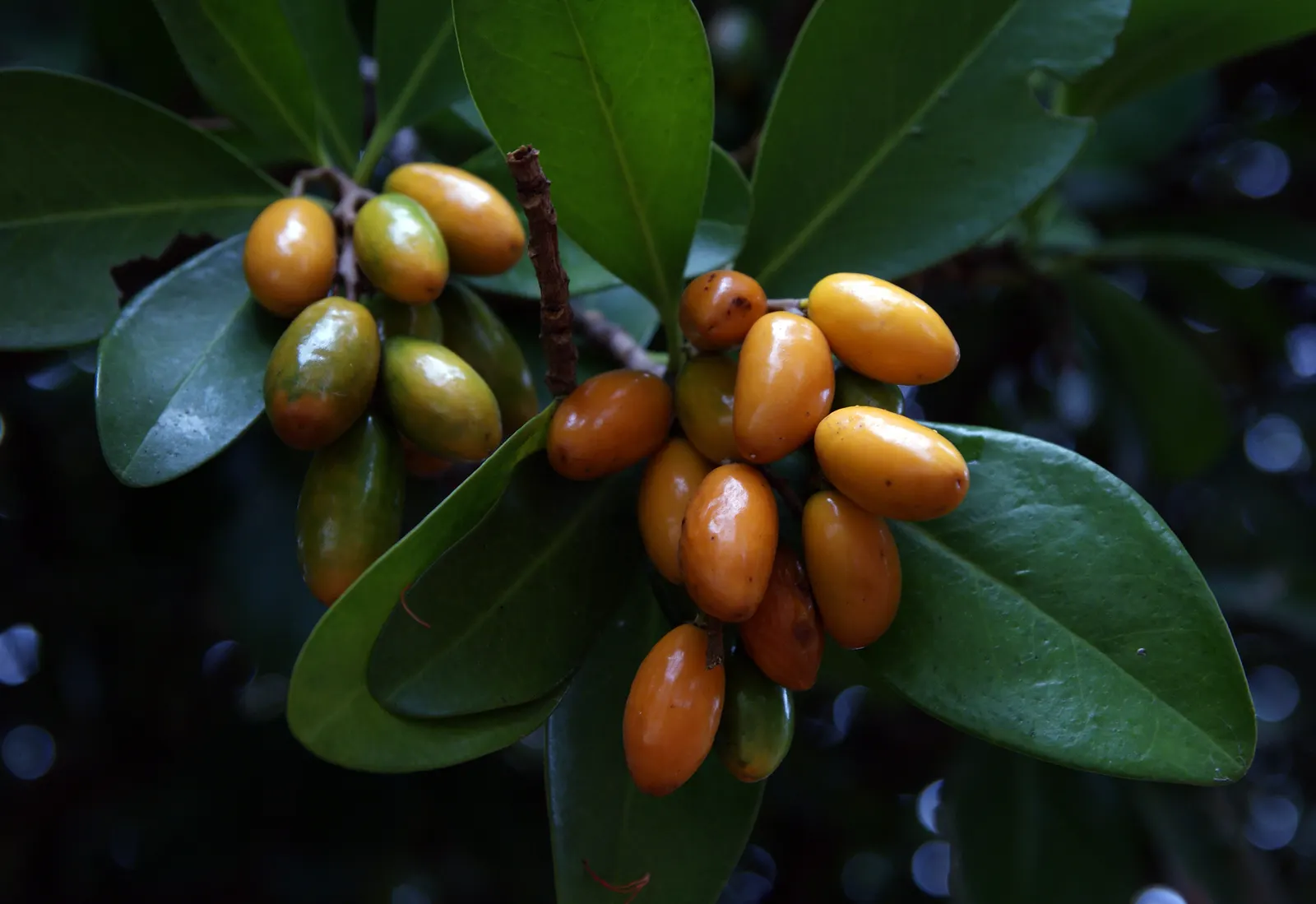 New Zealand Laurel (Corynocarpus Laevigatus) — With its dense, rounded canopy, it provides excellent shade and creates a lush backdrop in landscapes; shrub /
