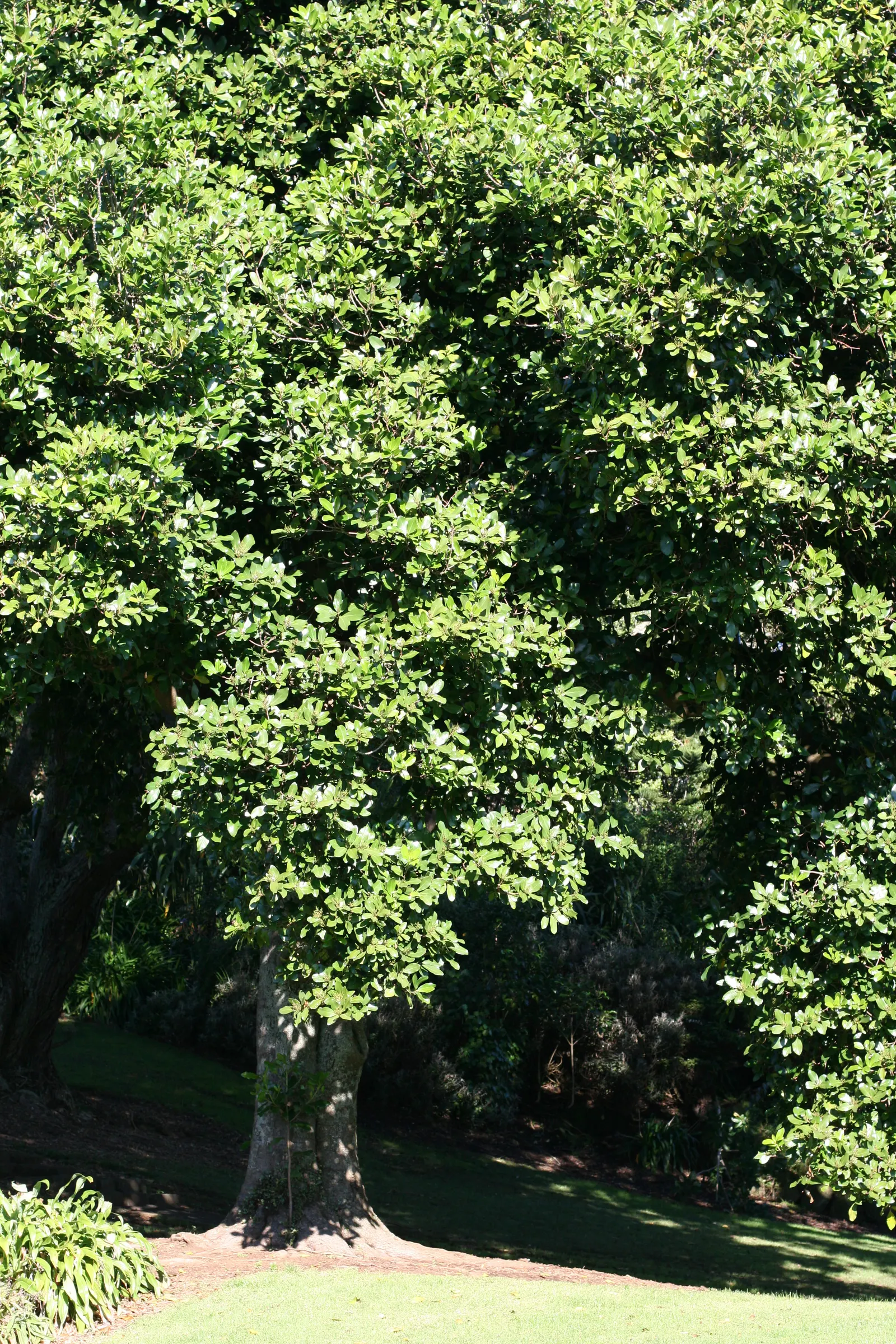 New Zealand Laurel (Corynocarpus Laevigatus) — It reaches an impressive height of 20 to 25 feet and spreads approximately 15 to 20 feet; it is quite