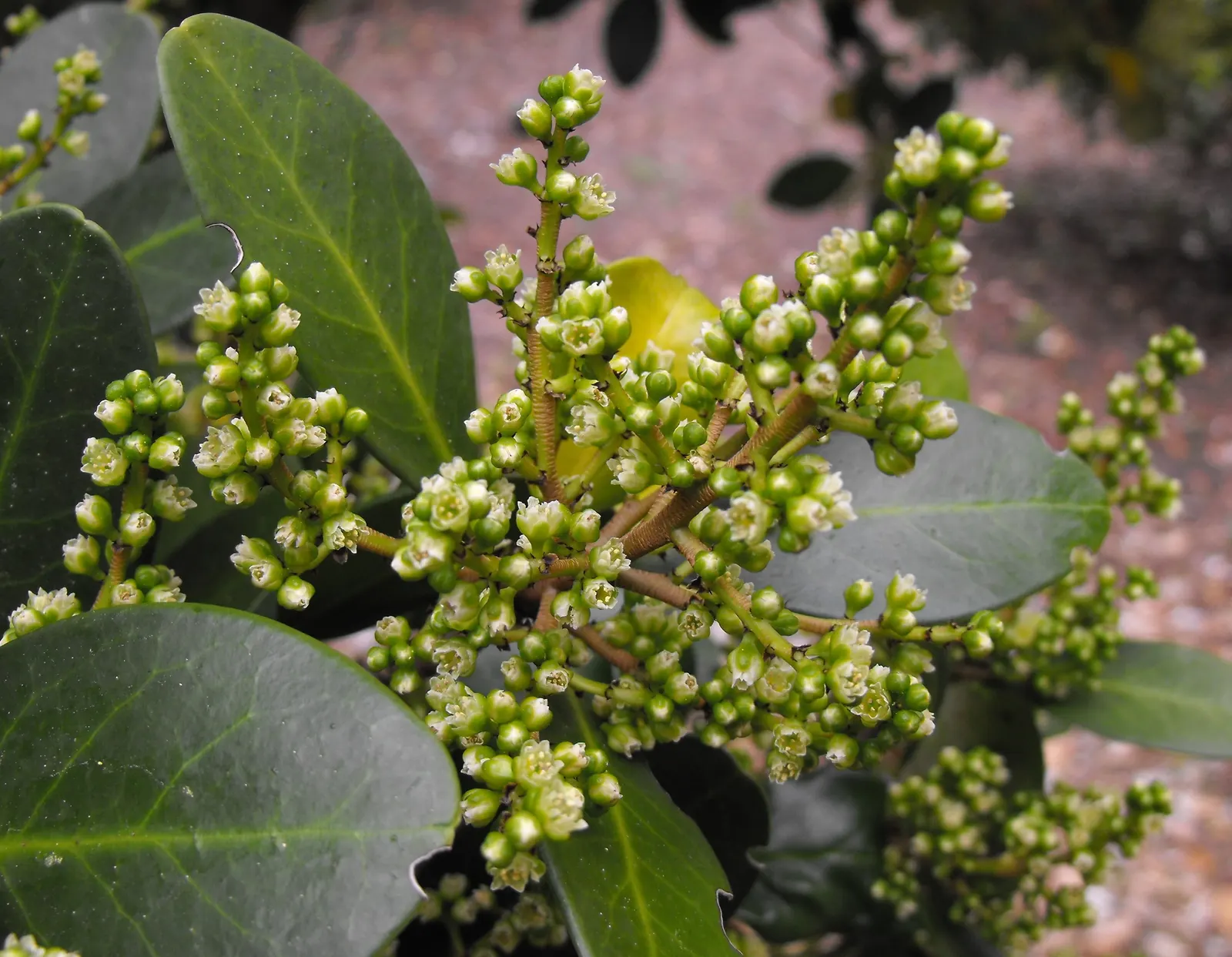 New Zealand Laurel (Corynocarpus Laevigatus) — inconspicuous yellow-green flowers that develop into purple fruits; hardy in USDA zones 8-11, it thrives in full