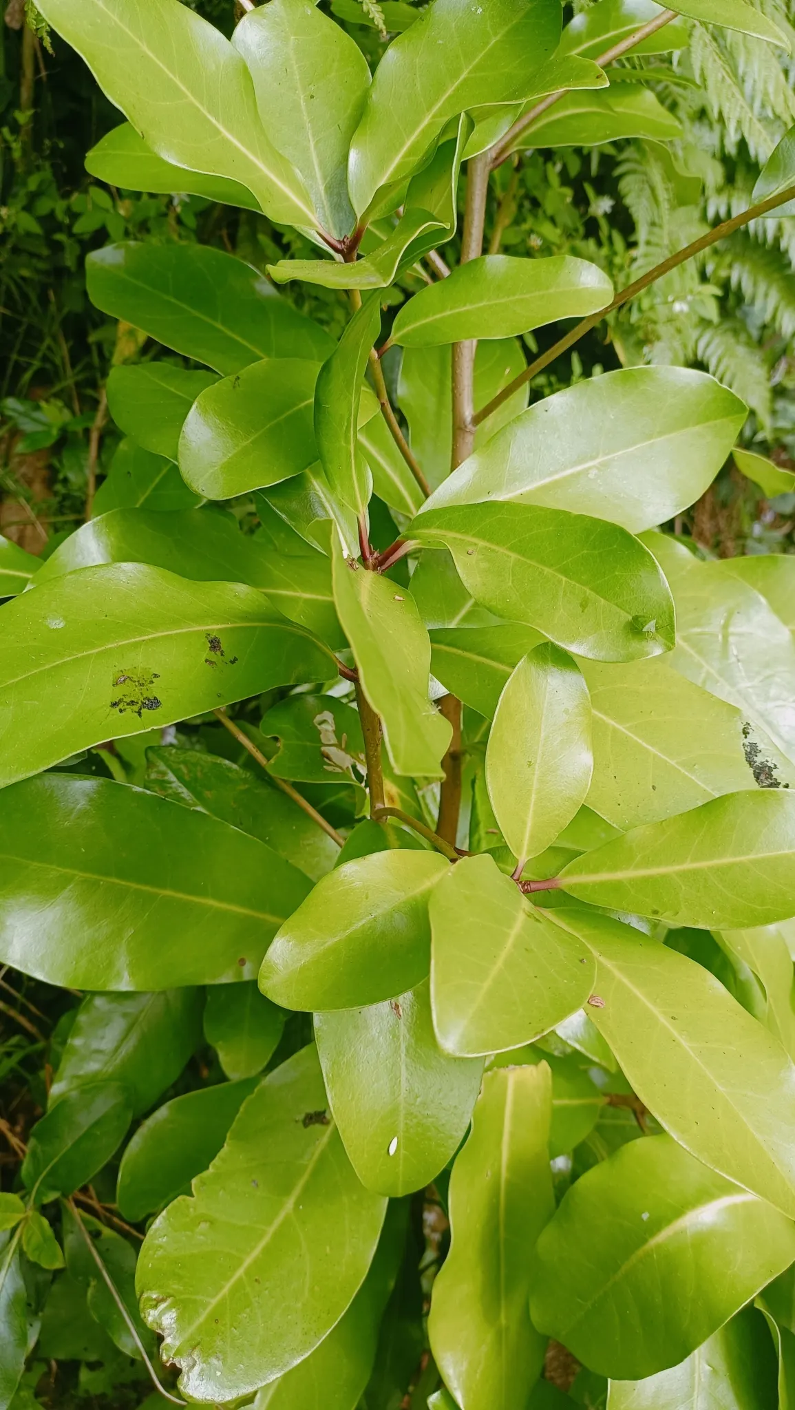 New Zealand Laurel (Corynocarpus Laevigatus) — This plant is native to New Zealand; leathery foliage and a robust presence in any garden