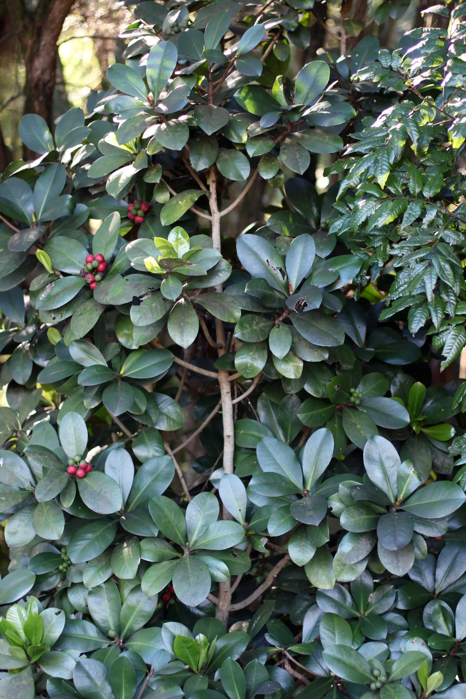 New Zealand Laurel (Corynocarpus Laevigatus) — is an evergreen tree that offers lush
