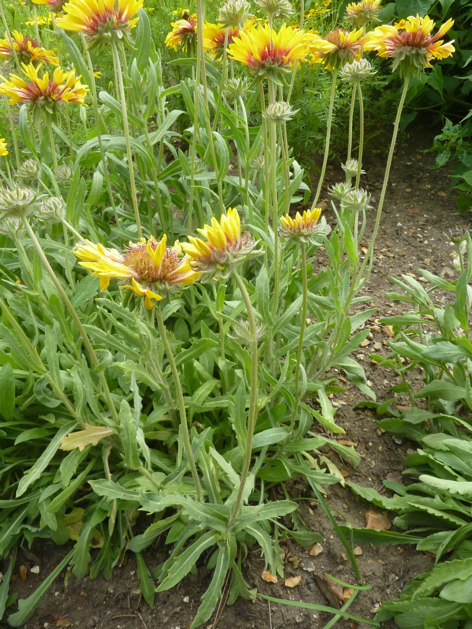 Perennial Blanket Flower (Gaillardia Aristata) — showing remarkable drought tolerance once established - which is usually after the first growing season
