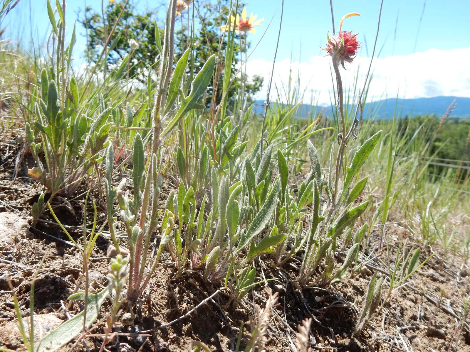 Perennial Blanket Flower (Gaillardia Aristata) — Each bloom spans approximately 2 to 3 inches across; perennial for full, image 57