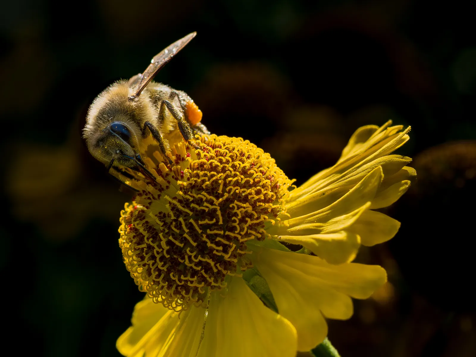 Perennial Blanket Flower (Gaillardia Aristata) — showing remarkable drought tolerance once established - which is usually after the first growing, image 58
