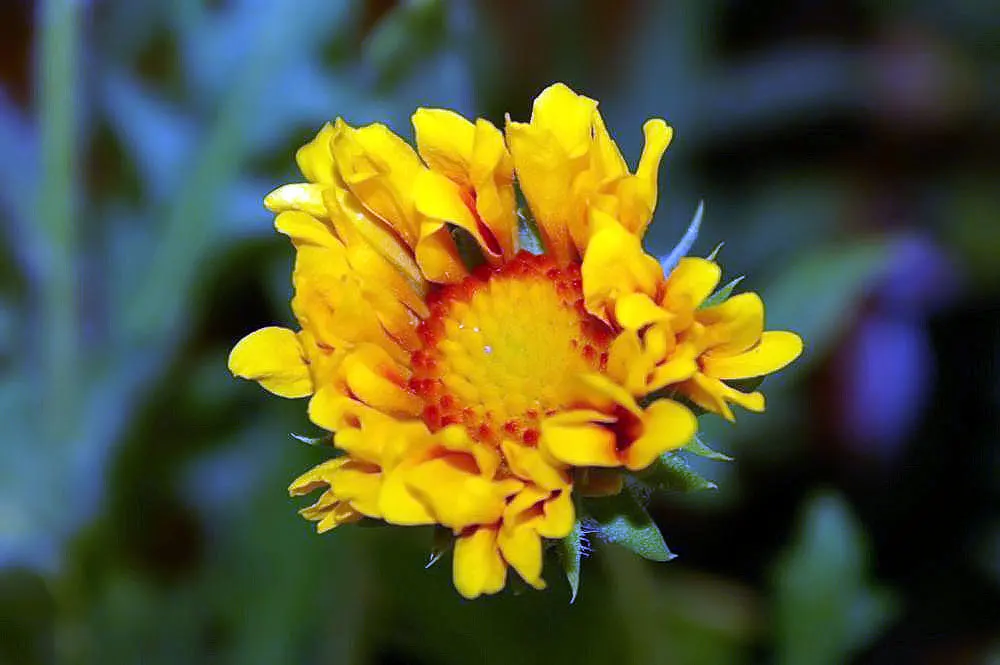 Perennial Blanket Flower (Gaillardia Aristata) — is a vibrant and hardy addition to any landscape design; this sun-loving plant thrives in zones 3-9, reaches