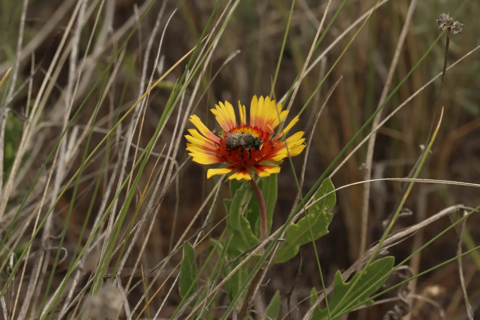 Perennial Blanket Flower (Gaillardia Aristata) — This sun-loving plant thrives in zones 3-9, reaches 2-3 feet in height, and spreads up to 2 feet