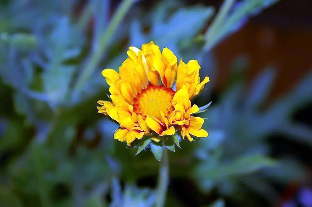 Perennial Blanket Flower (Gaillardia Aristata) — emphasize its ease of care