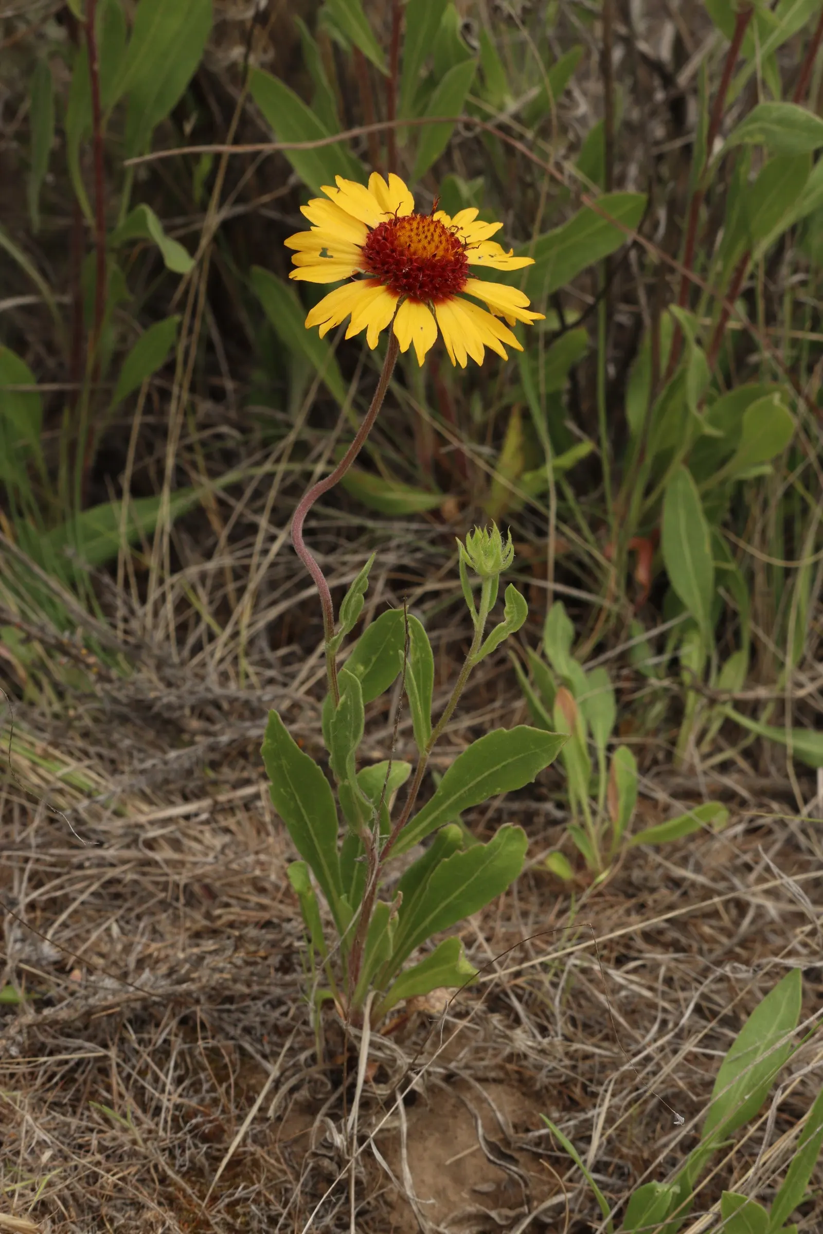 Perennial Blanket Flower (Gaillardia Aristata) — perennial for full; embodying the spirit of the natural prairie landscape