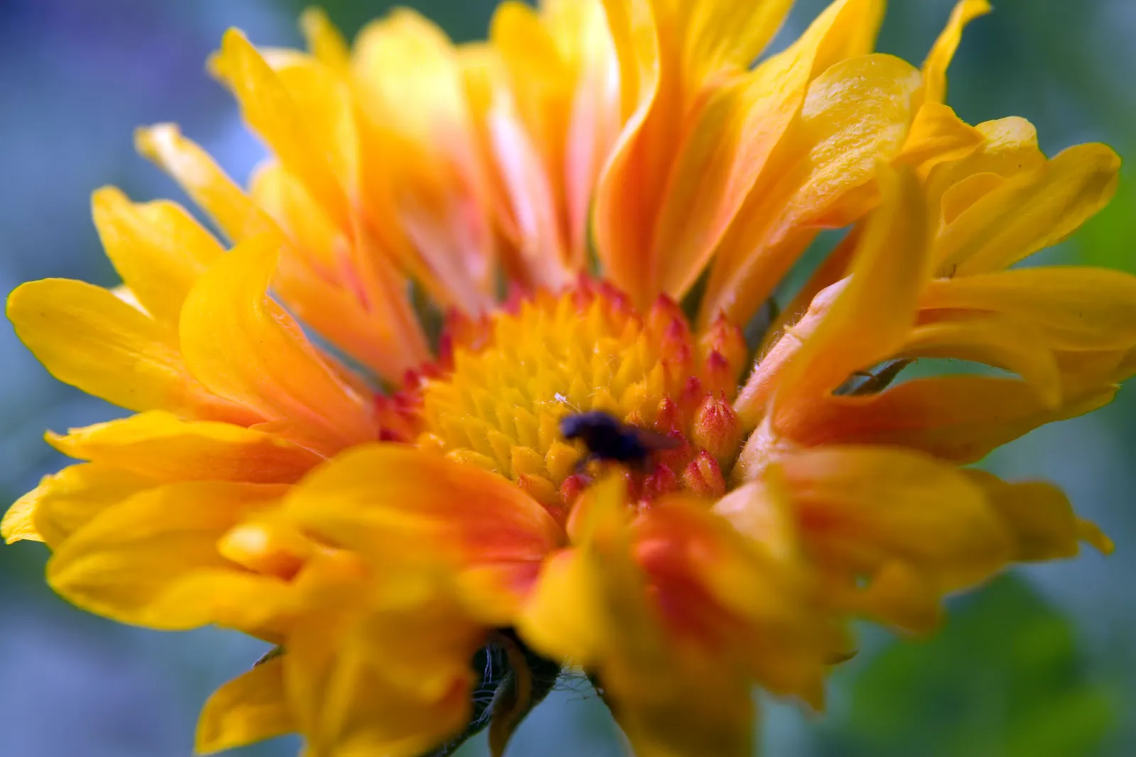 Perennial Blanket Flower (Gaillardia Aristata) — This sun-loving plant thrives in zones 3-9, reaches 2-3 feet in height, and spreads up to 2 feet; their