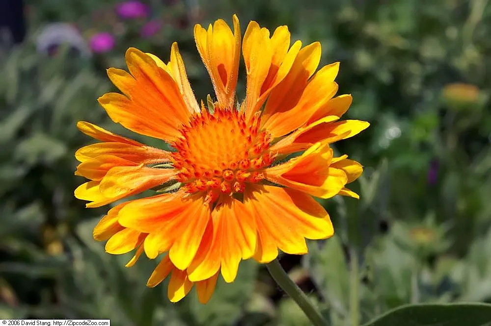 Perennial Blanket Flower (Gaillardia Aristata) — scientifically recognized as Gaillardia aristata; emphasize its ease of care
