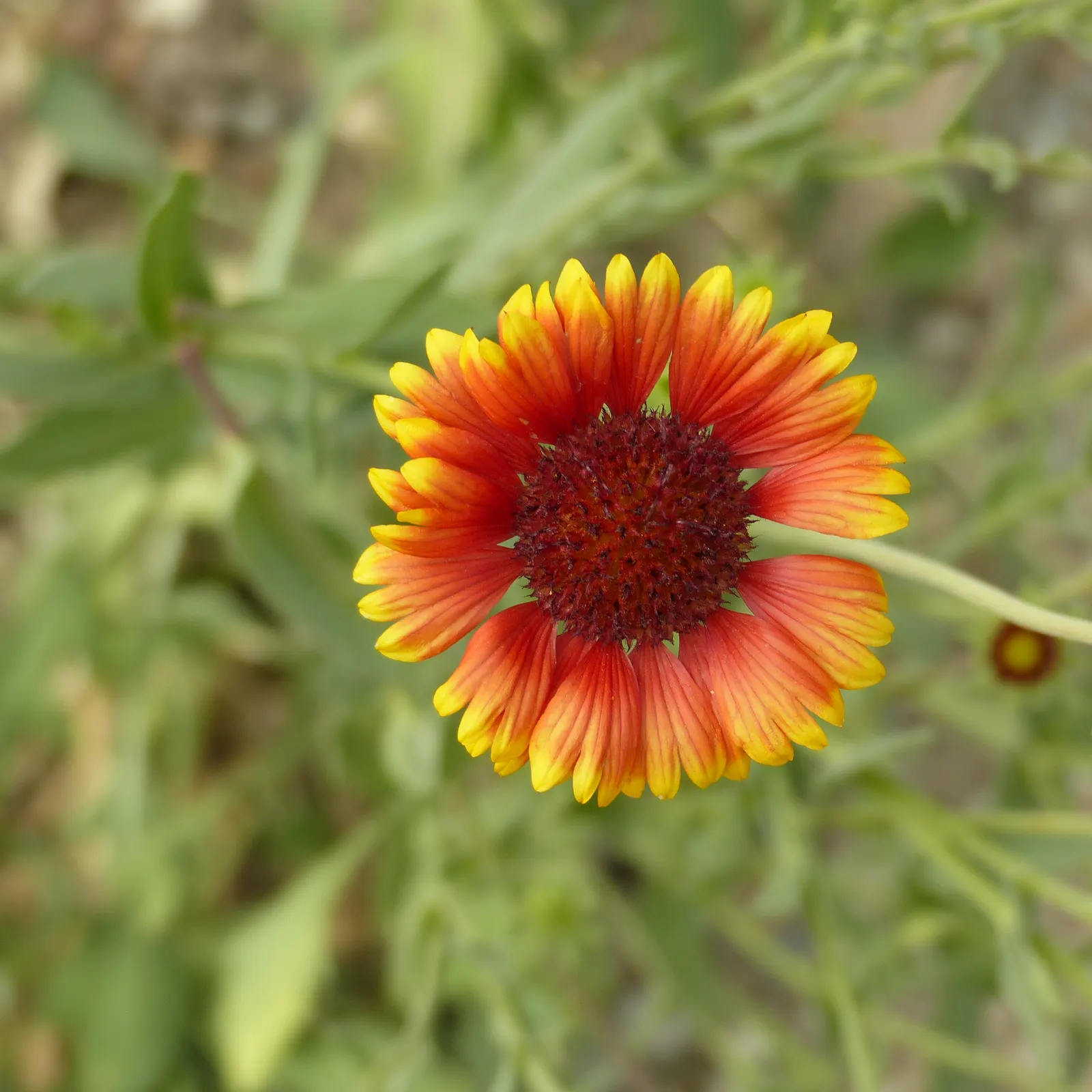 Perennial Blanket Flower (Gaillardia Aristata) — Their daisy-like flowers exhibit a stunning palette with a mix of red
