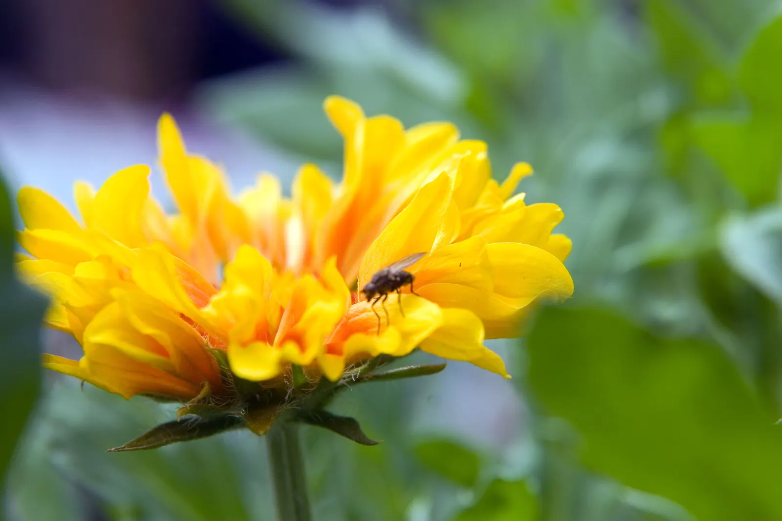 Perennial Blanket Flower (Gaillardia Aristata) — The Perennial Blanket Flower, Gaillardia aristata, is a vibrant, low-maintenance perennial, image 45