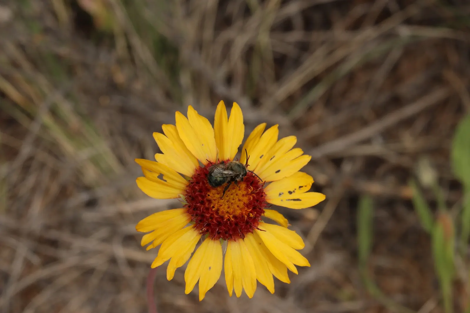 Perennial Blanket Flower (Gaillardia Aristata) — Their daisy-like flowers exhibit a stunning palette with a mix of red; native to the central United States