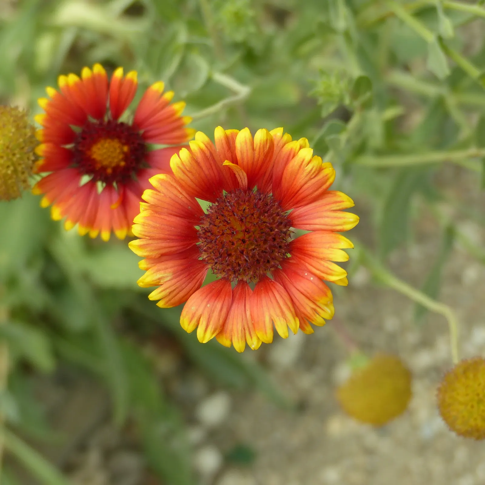 Perennial Blanket Flower (Gaillardia Aristata) — The Perennial Blanket Flower, Gaillardia aristata, is a vibrant, low-maintenance perennial; providing a bold