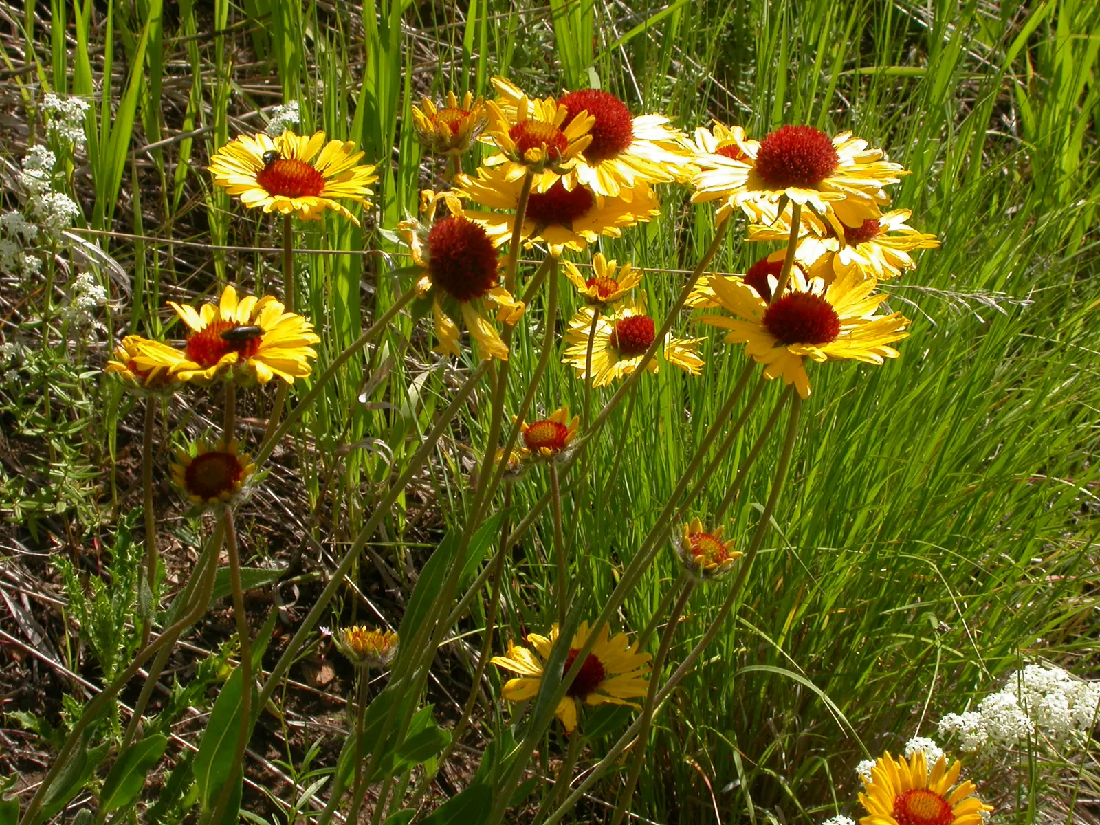 Perennial Blanket Flower (Gaillardia Aristata) — its flowers are irresistible to pollinators such as bees and butterflies; perennial with, image 60
