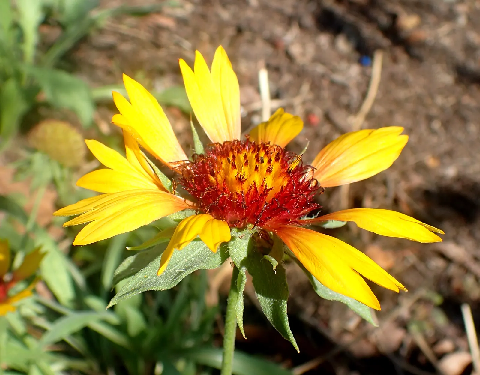 Perennial Blanket Flower (Gaillardia Aristata) — Its showy red and yellow bicolored blooms span 3-4 inches across; and ability to add a splash of enduring