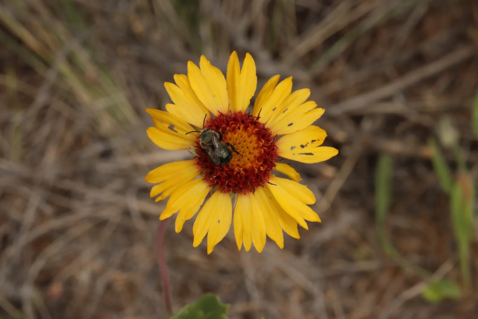 Perennial Blanket Flower (Gaillardia Aristata) — emphasize its ease of care; scientifically recognized as Gaillardia aristata