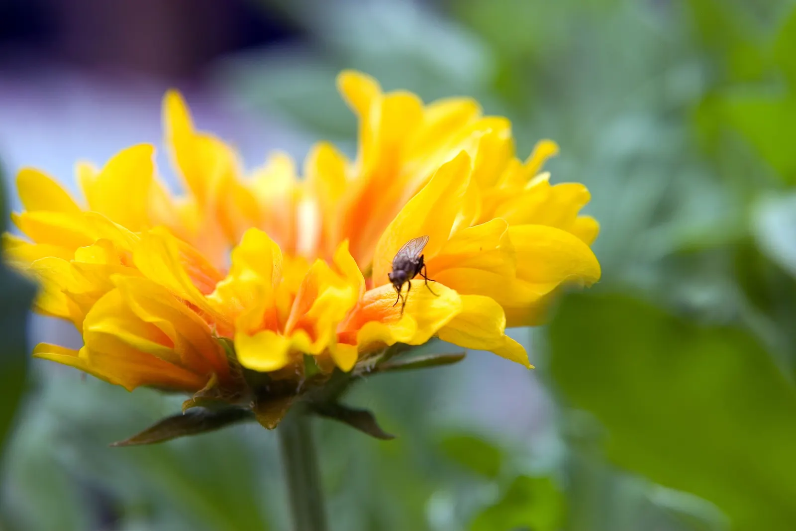 Perennial Blanket Flower (Gaillardia Aristata) — emphasize its ease of care; scientifically recognized as Gaillardia aristata, image 61
